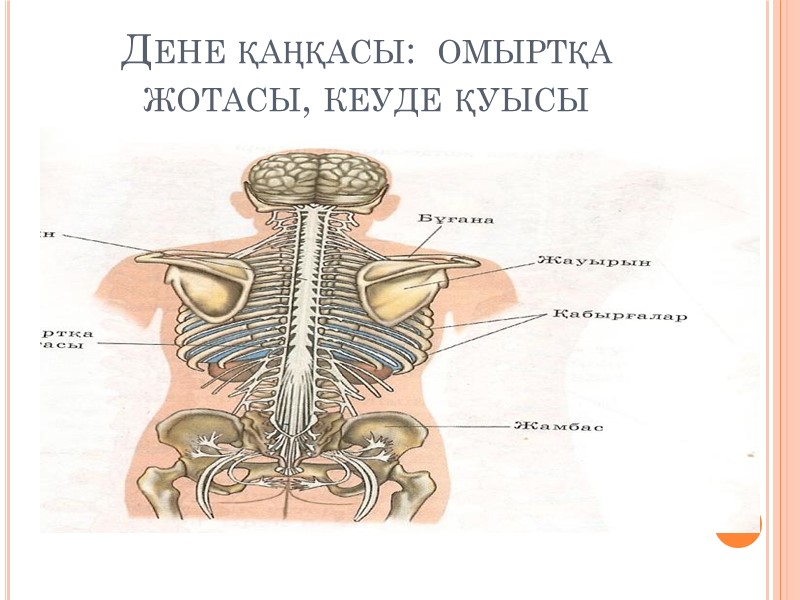 Дене қаңқасы:  омыртқа жотасы, кеуде қуысы